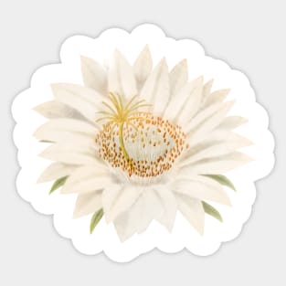 Small Cactus Flower - Love Cactus Sticker